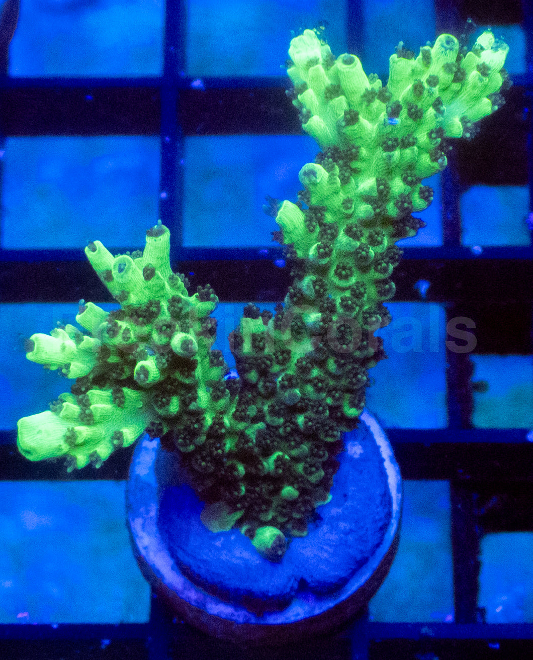 Neon Toxic Glow Acropora
