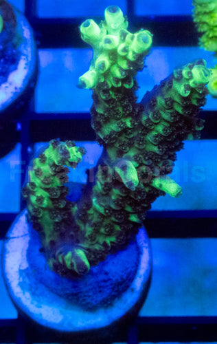 Neon Toxic Glow Acropora