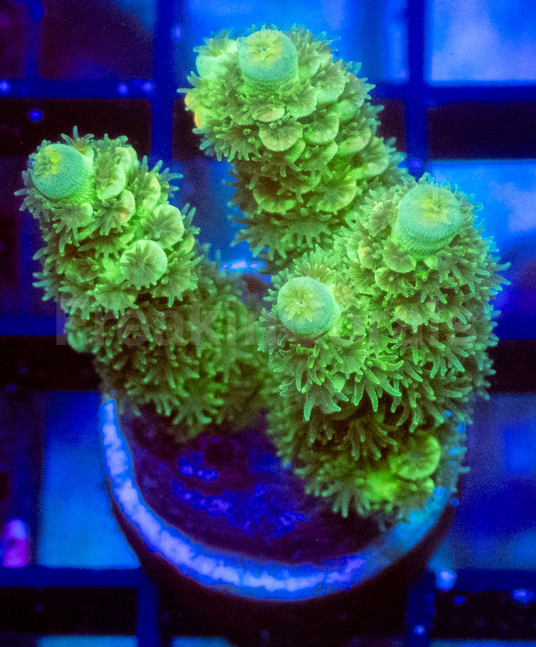Emerald Glow Tenuis Acropora