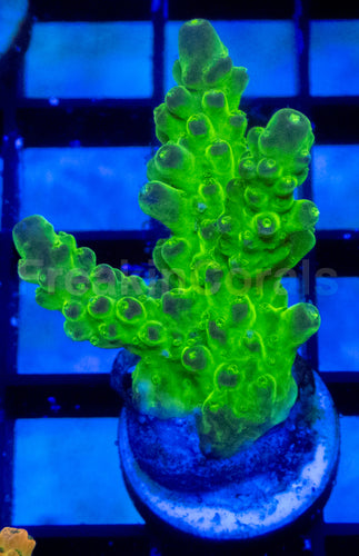 Green Slime Acropora