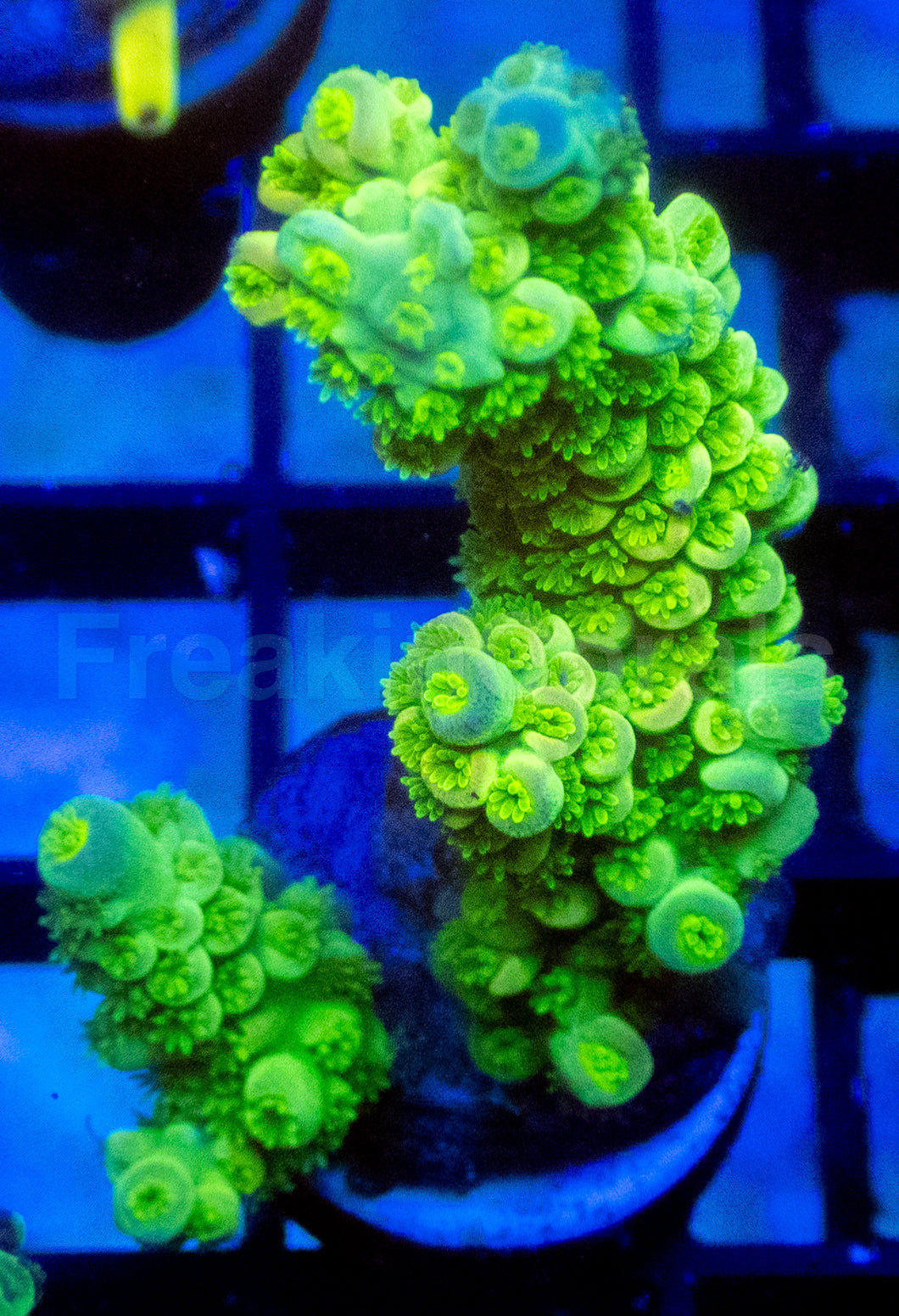 Walt Disney Tenuis Acropora