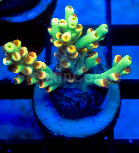 Flaming Sunrise Speciosa Acropora