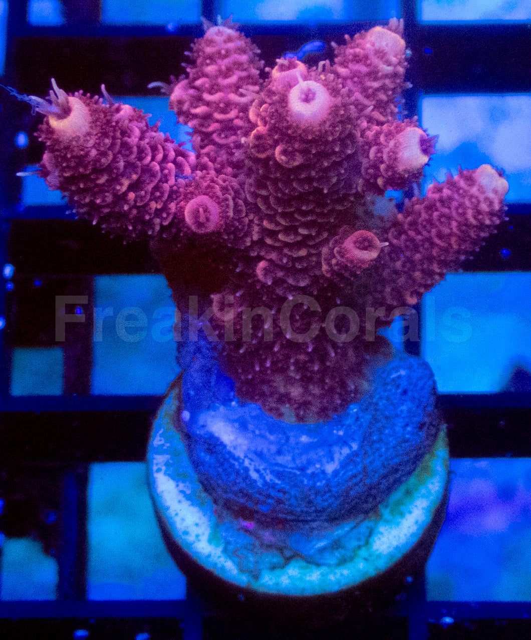 Pink Millepora Acropora