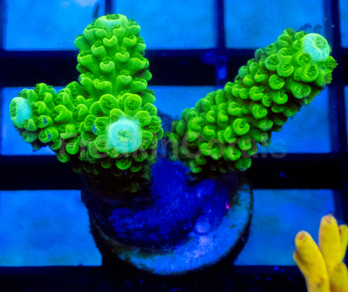 Neon Spear Staghorn Acropora