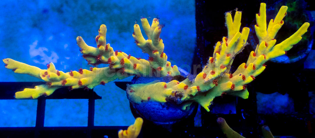 Yellow Mustard Speciosa Acropora