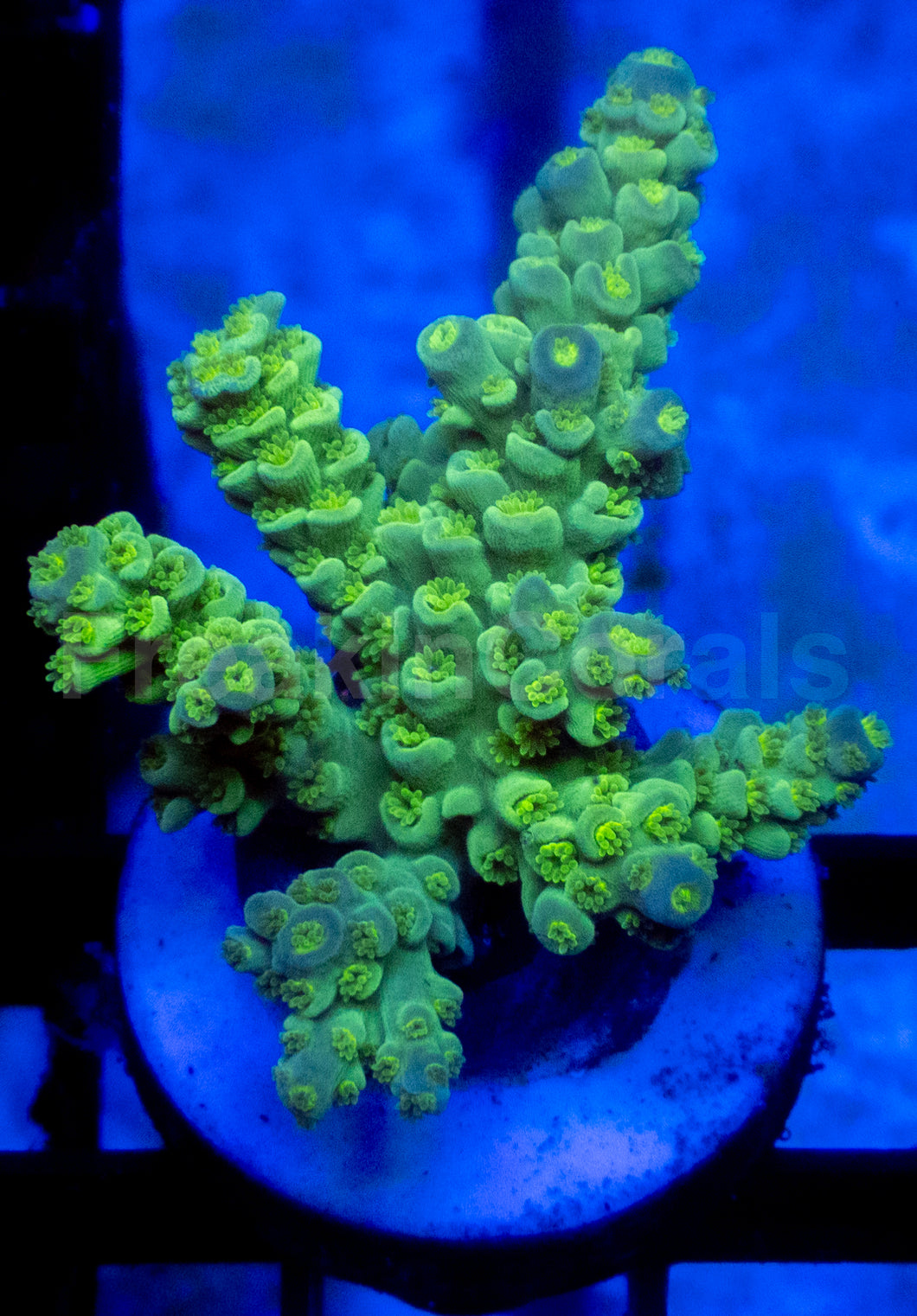 Emerald Glow Tenuis Acropora