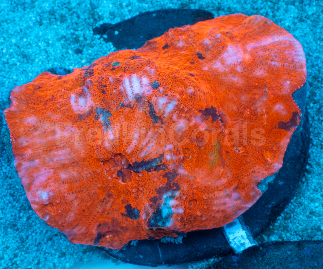 Inferno Strike Chalice