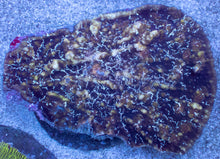 Load image into Gallery viewer, Electric Storm Chalice