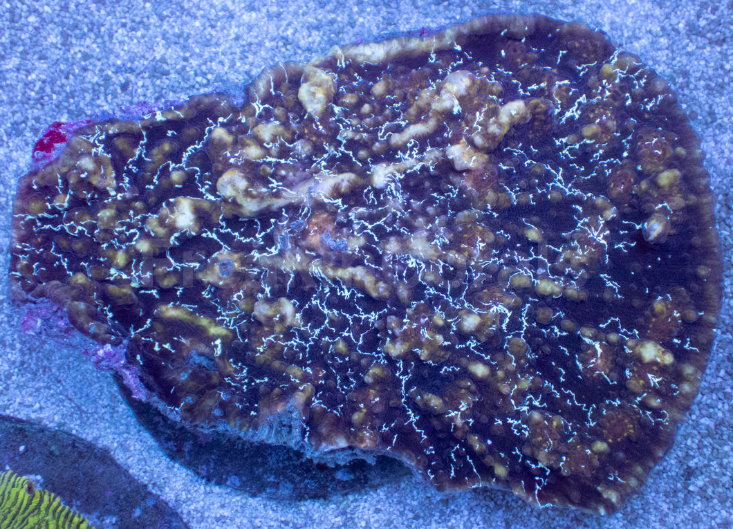 Electric Storm Chalice