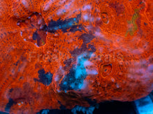 Carregar imagem no visualizador da galeria, Inferno Strike Chalice