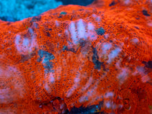 Carregar imagem no visualizador da galeria, Inferno Strike Chalice