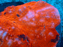 Carregar imagem no visualizador da galeria, Inferno Strike Chalice