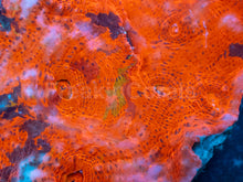 Carregar imagem no visualizador da galeria, Inferno Strike Chalice