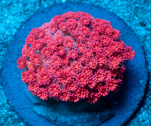 Crimson Heart Goniopora