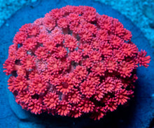 Load image into Gallery viewer, Crimson Heart Goniopora