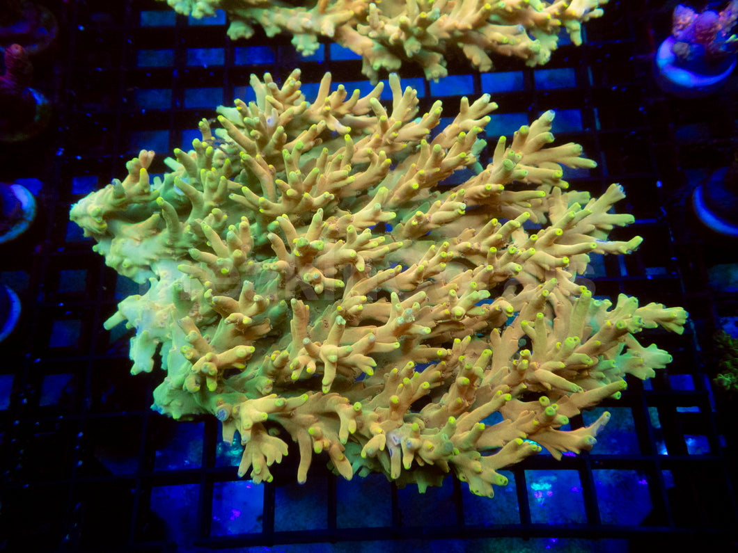 Golden Mustard Speciosa Acropora - Full Colony