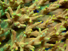 Load image into Gallery viewer, Golden Mustard Speciosa Acropora – Cut to Order