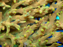 Load image into Gallery viewer, Golden Mustard Speciosa Acropora – Cut to Order