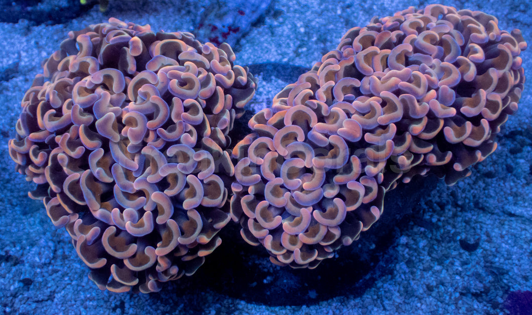 Darwin Holographic Pink Paraancora Euphyllia – WYSIWYG