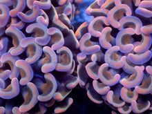 Load image into Gallery viewer, Darwin Holographic Pink Paraancora Euphyllia – WYSIWYG