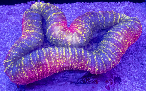 Rainbow Fusion Lobophyllia – WYSIWYG