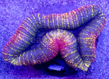 Carregar imagem no visualizador da galeria, Rainbow Fusion Lobophyllia – WYSIWYG