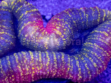 Carregar imagem no visualizador da galeria, Rainbow Fusion Lobophyllia – WYSIWYG