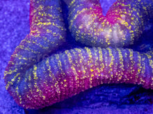 Carregar imagem no visualizador da galeria, Rainbow Fusion Lobophyllia – WYSIWYG