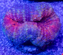 Carregar imagem no visualizador da galeria, Crocodile Aussie Lobophyllia – Size S