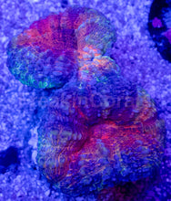 Carregar imagem no visualizador da galeria, Crocodile Aussie Lobophyllia – Size S