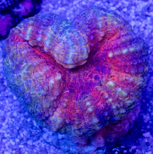 Carregar imagem no visualizador da galeria, Crocodile Aussie Lobophyllia – Size S