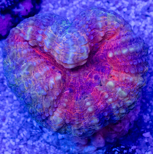 Crocodile Aussie Lobophyllia – Size S