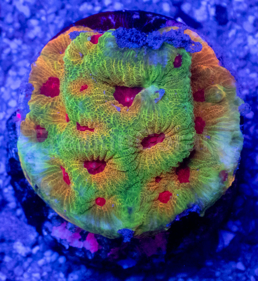 Pop Korn Favites – Signature Coral