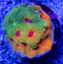 Load image into Gallery viewer, Pop Korn Favites – Signature Coral