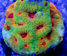 Load image into Gallery viewer, Pop Korn Favites – Signature Coral