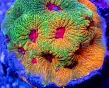 Load image into Gallery viewer, Pop Korn Favites – Signature Coral