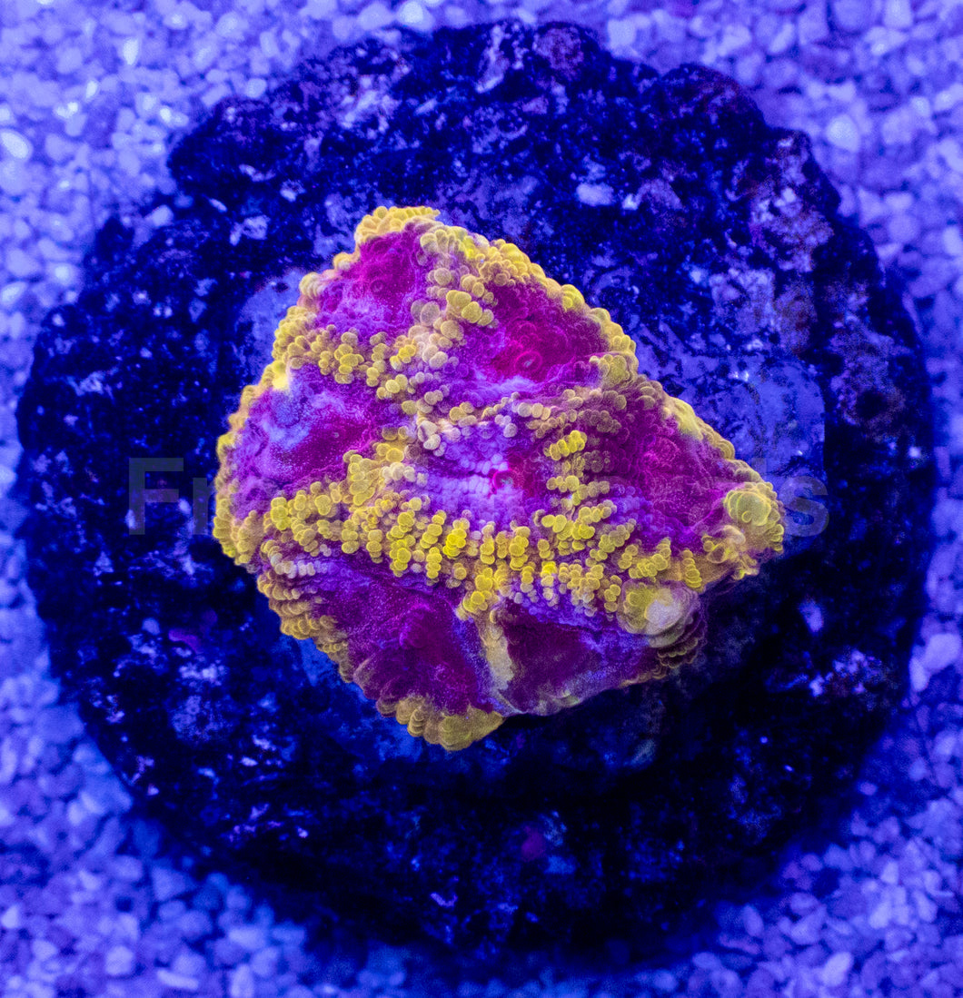 Royal Halo Favites – Signature Coral