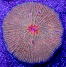 Carregar imagem no visualizador da galeria, Inferno Sunburst Fungia – Signature Disc Coral