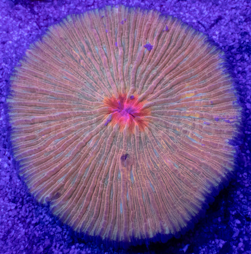Inferno Sunburst Fungia – Signature Disc Coral