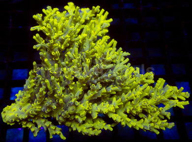 Toxic Camo Speciosa – Cut to Order