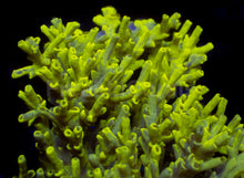 Load image into Gallery viewer, Toxic Camo Speciosa – Cut to Order