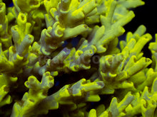 Load image into Gallery viewer, Toxic Camo Speciosa – Cut to Order