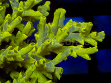 Load image into Gallery viewer, Toxic Camo Speciosa – Cut to Order