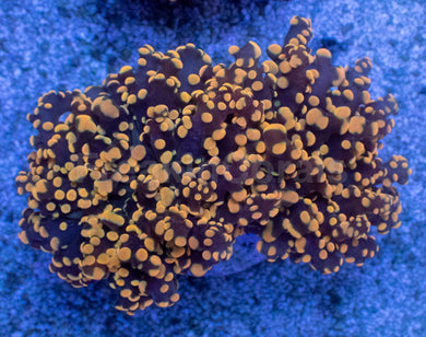 Molten Ember Euphyllia yamamensis – WYSIWYG