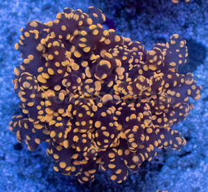 Molten Ember Euphyllia yamamensis – WYSIWYG