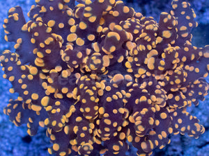 Molten Ember Euphyllia yamamensis – WYSIWYG