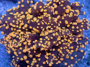 Molten Ember Euphyllia yamamensis – WYSIWYG