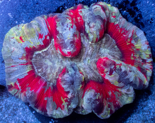 Infernal Eclipse Trachyphyllia – WYSIWYG (Ultra Grade)