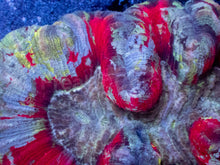 Carregar imagem no visualizador da galeria, Infernal Eclipse Trachyphyllia – WYSIWYG (Ultra Grade)