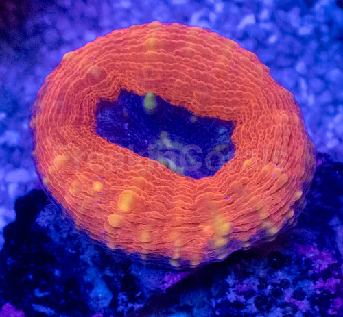🧡🌊 Ember Glow Lobophyllia – WYSIWYG (Size S)